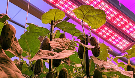 低温环境下，LED植物灯还能保持高效输出吗？
